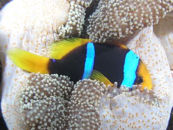 Anenome Fish Taveuni, Fiji  Rainbow Reef by Wayne Cooper 